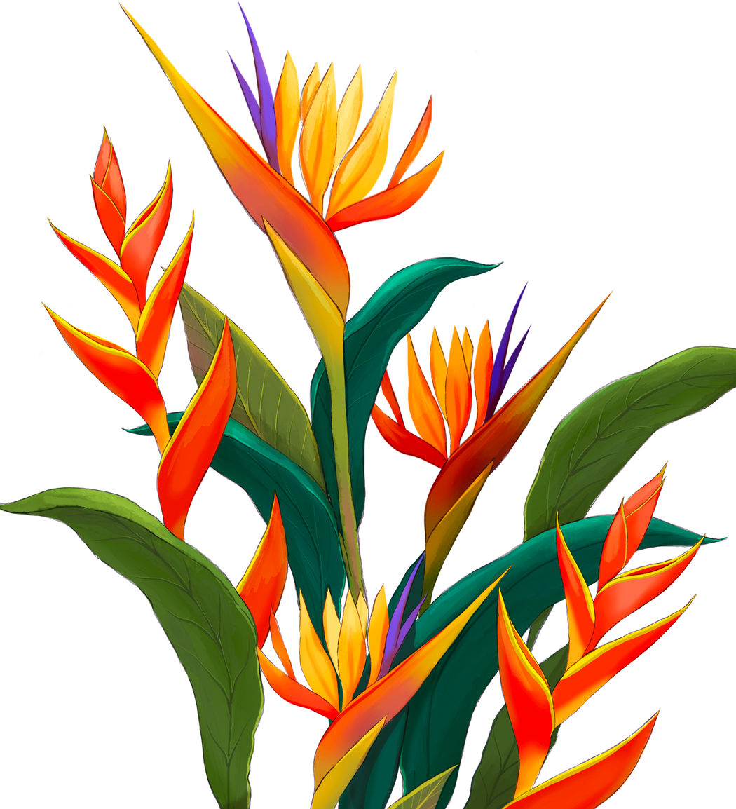 Colorful tropical exotical flowers illustration